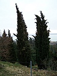 Borókák