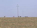 őzek