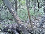 Szarvastevekenyseg 1.
