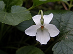 ibolyavirág