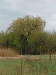 Öreg fűz