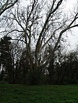 Park részletek