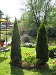 Flóra