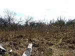 Gubacsipuszta