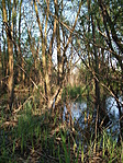 mocsárvilág