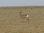 őzek
