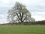 szil fa