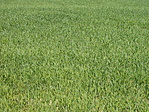 mező