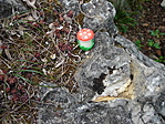 A megtalált gomba