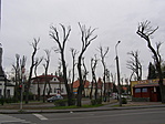 lombtalan fák
