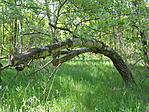 kidőlt