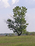 magányosan