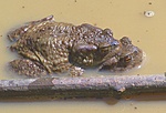"Kétfejű béka"