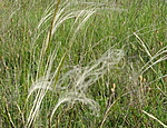 Árvalányhaj