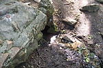 Forrás