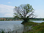 Irányjelző fa