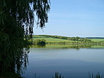 Fűzfa a parton