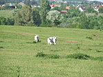 Figyelnek