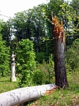 a "bűnös" fa