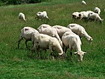 nyírás után