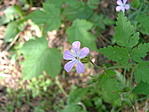 Pompában.