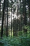 Fenyves
