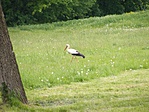 gólya