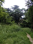 libanoni cédrus