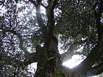 libanoni cédrus