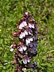 Bíboros kosbor