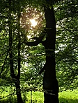 Furcsa termeszet