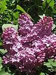 Orgona Ráktanyánál
