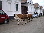 Tehenek