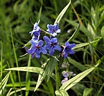 Erdei Gyöngyköles (Lithospermum purpureo-caeruleum)