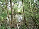 Mocsárvilág