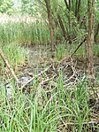 Vizenyő