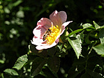 Méhecske