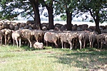 Fűnyírók