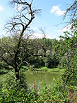 Gyöngyszem