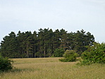 A fenyves