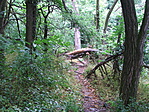Ösvény