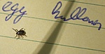 Találkoztam kis állatokkal is