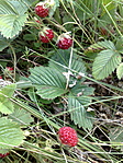 Fragaria vesca