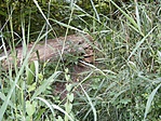 a láp