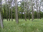 erdő