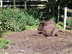 bölény