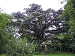 A libanoni cédrus