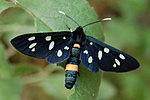 Lepke