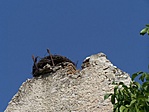 Üres a fészek