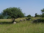 Sziklák a réten